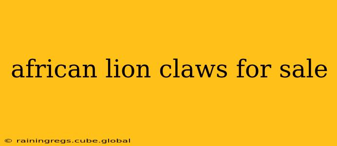 african lion claws for sale