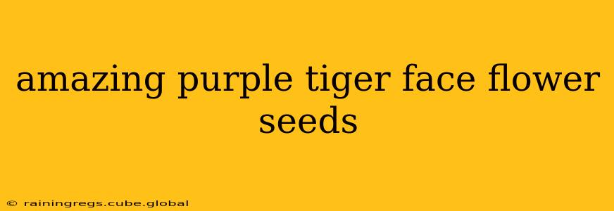 amazing purple tiger face flower seeds