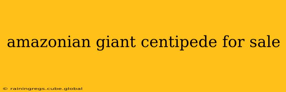 amazonian giant centipede for sale