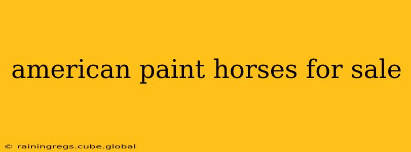 american paint horses for sale