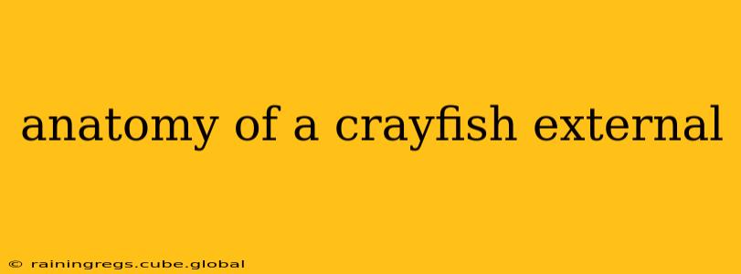 anatomy of a crayfish external
