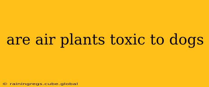 are air plants toxic to dogs