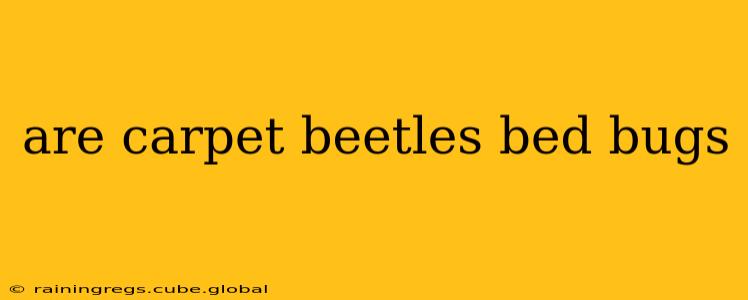 are carpet beetles bed bugs