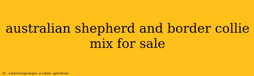 australian shepherd and border collie mix for sale