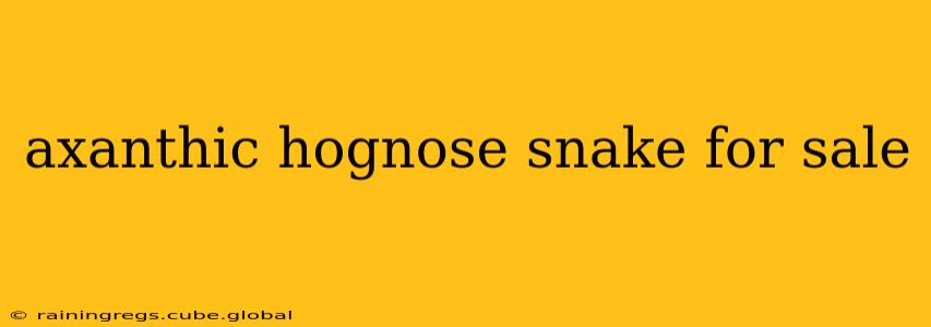 axanthic hognose snake for sale