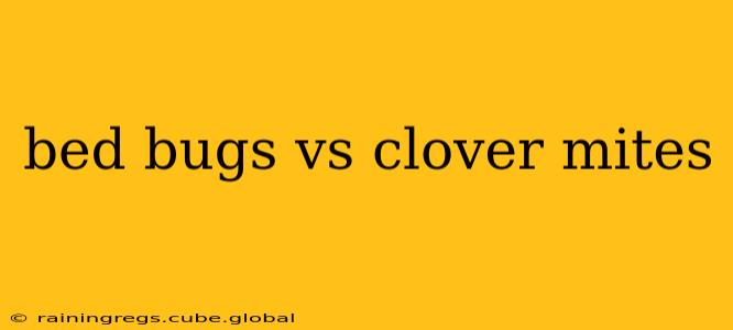 bed bugs vs clover mites