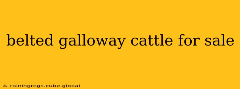 belted galloway cattle for sale