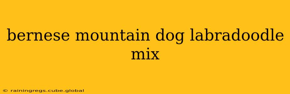 bernese mountain dog labradoodle mix