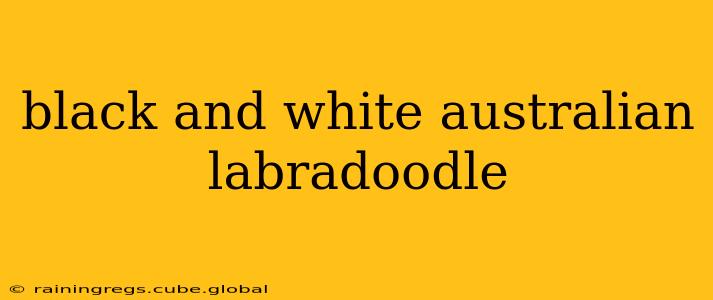 black and white australian labradoodle