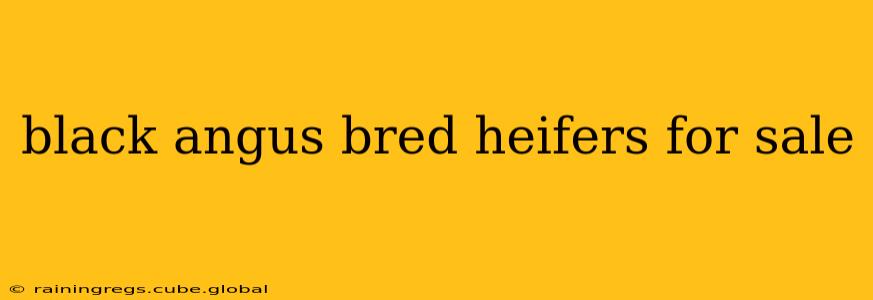 black angus bred heifers for sale