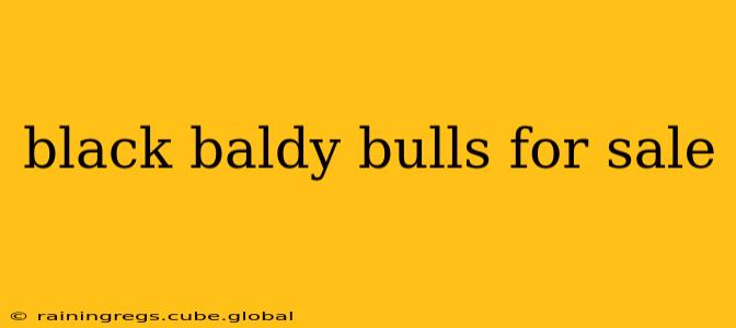 black baldy bulls for sale