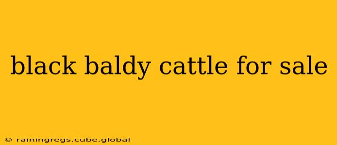 black baldy cattle for sale
