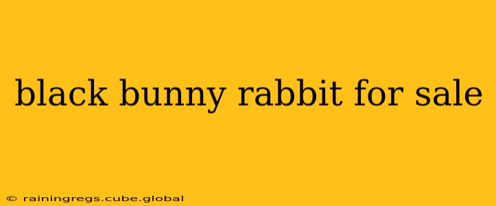 black bunny rabbit for sale
