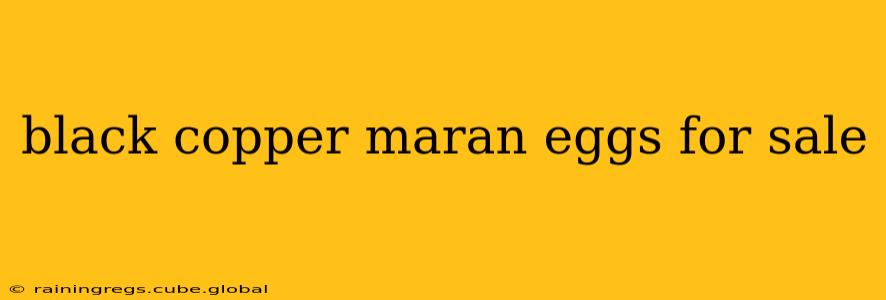 black copper maran eggs for sale