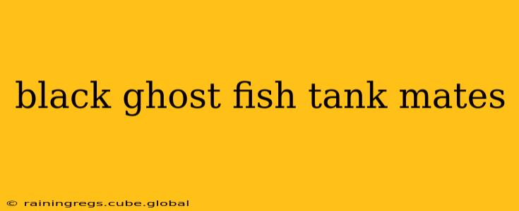 black ghost fish tank mates