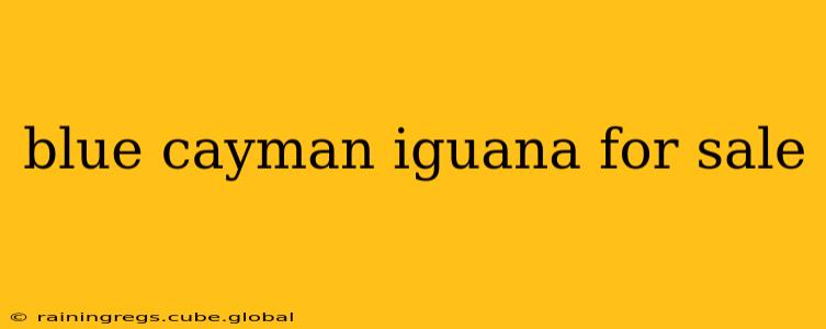 blue cayman iguana for sale