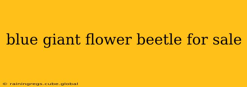 blue giant flower beetle for sale
