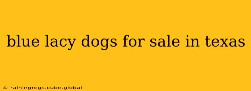 blue lacy dogs for sale in texas