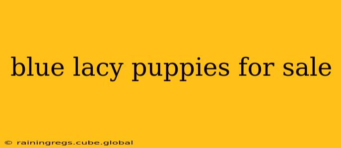 blue lacy puppies for sale