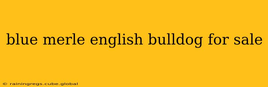 blue merle english bulldog for sale