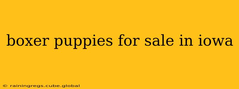boxer puppies for sale in iowa