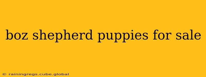boz shepherd puppies for sale