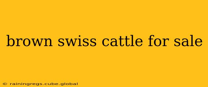 brown swiss cattle for sale