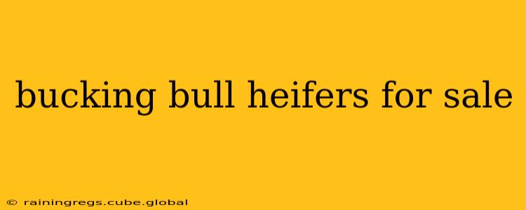 bucking bull heifers for sale