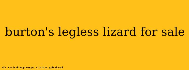 burton's legless lizard for sale