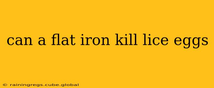can a flat iron kill lice eggs
