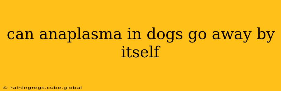 can anaplasma in dogs go away by itself