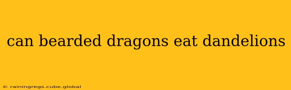 can bearded dragons eat dandelions
