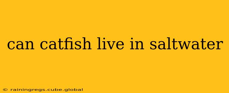 can catfish live in saltwater