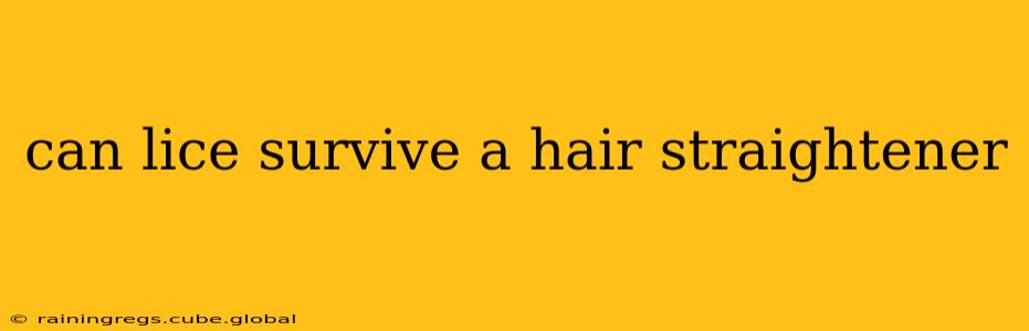 can lice survive a hair straightener