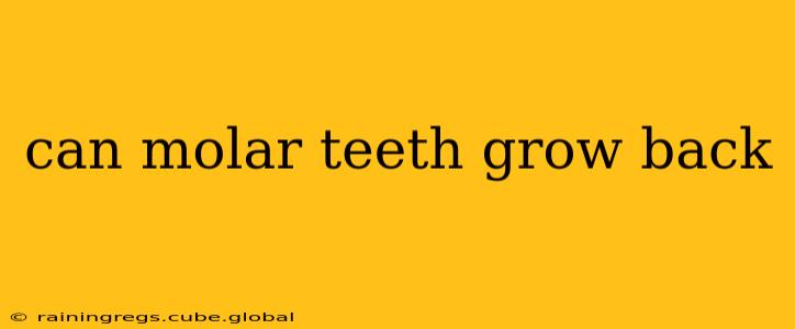 can molar teeth grow back