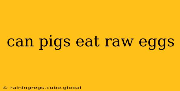 can pigs eat raw eggs