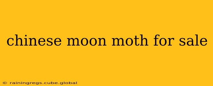 chinese moon moth for sale