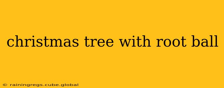 christmas tree with root ball