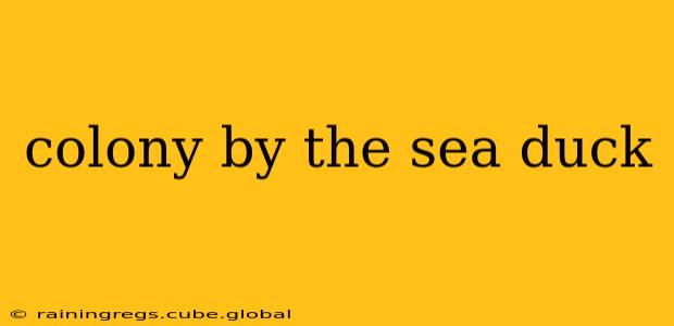 colony by the sea duck