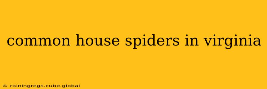common house spiders in virginia
