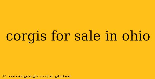 corgis for sale in ohio