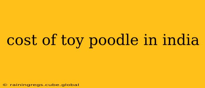 cost of toy poodle in india