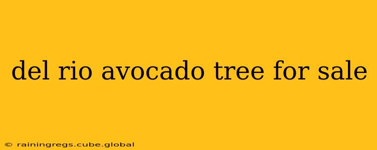 del rio avocado tree for sale