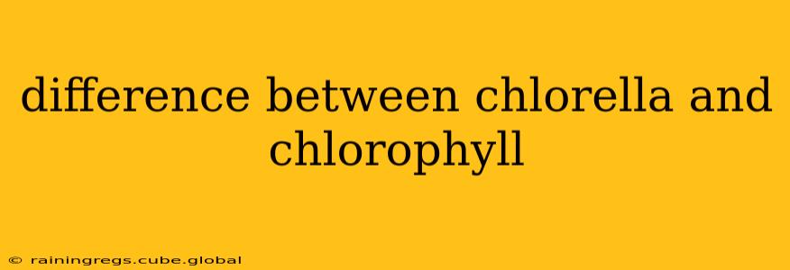 difference between chlorella and chlorophyll