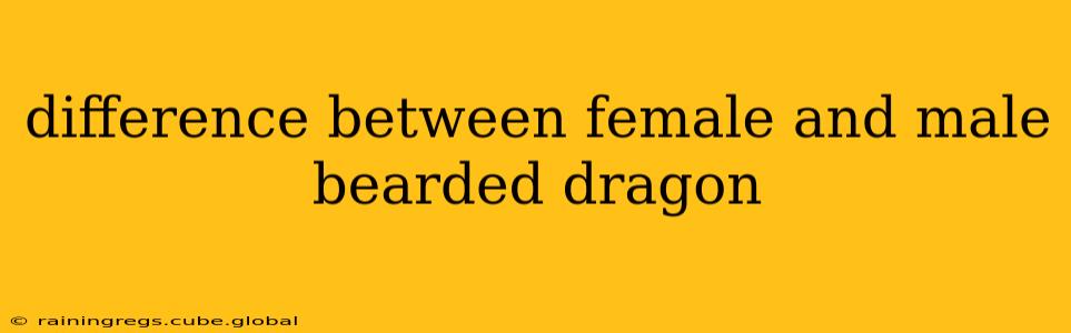 difference between female and male bearded dragon