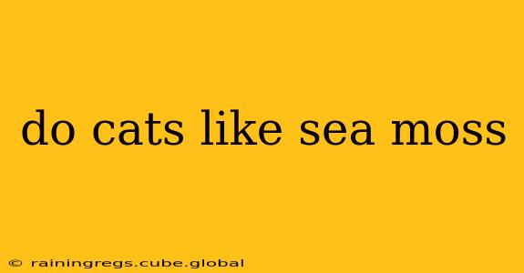do cats like sea moss