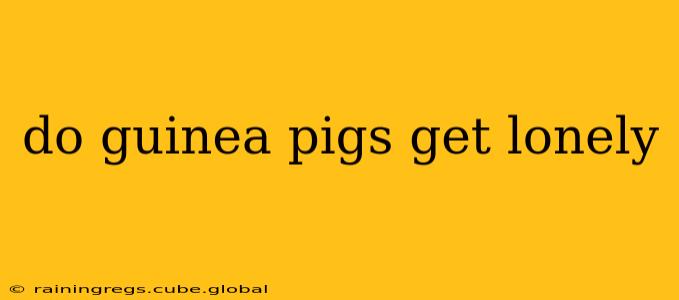 do guinea pigs get lonely