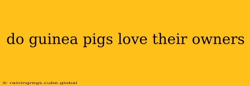 do guinea pigs love their owners