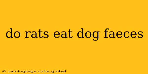 do rats eat dog faeces