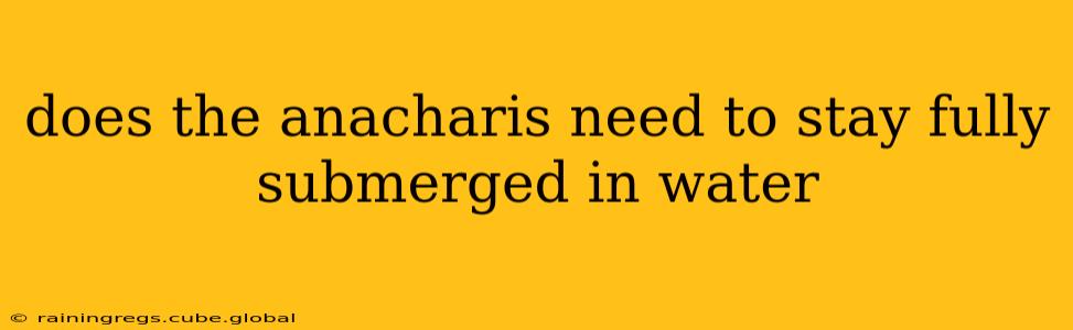 does the anacharis need to stay fully submerged in water